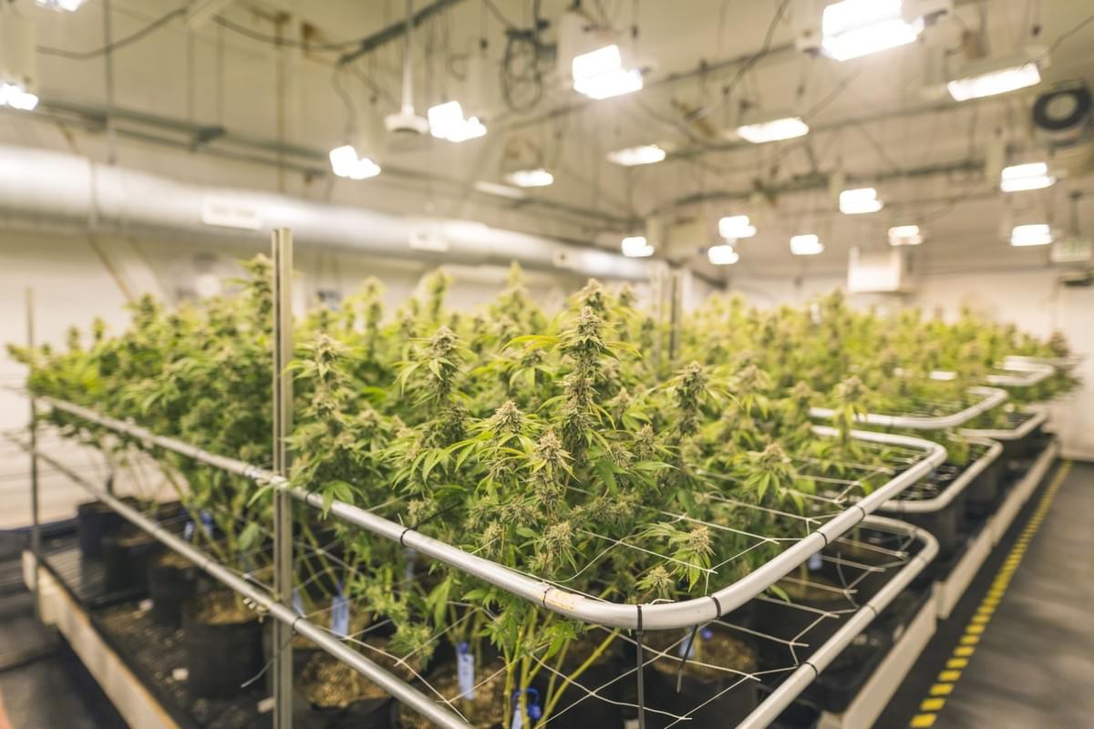Indoor Growing Indoor Growing