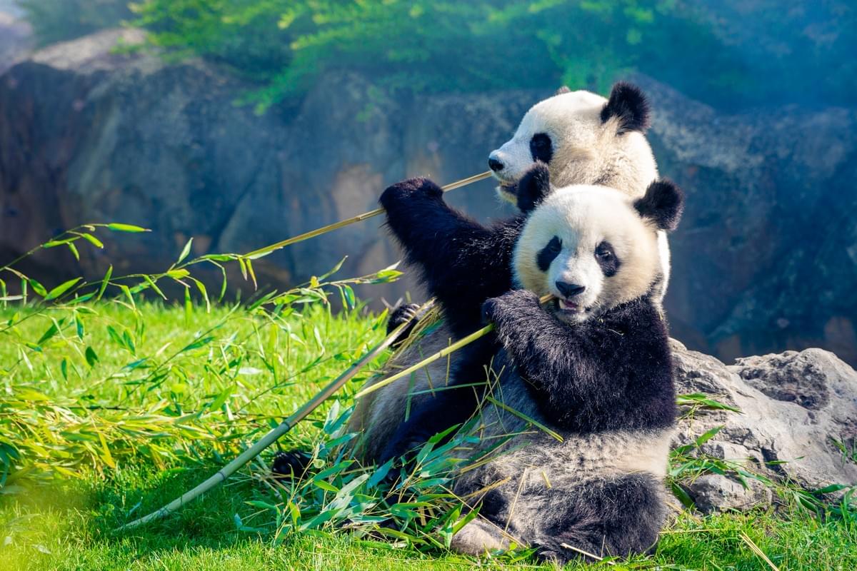 Photobooks By Women Pandas eating bamboo Photobooks By Women Pandas eating bamboo