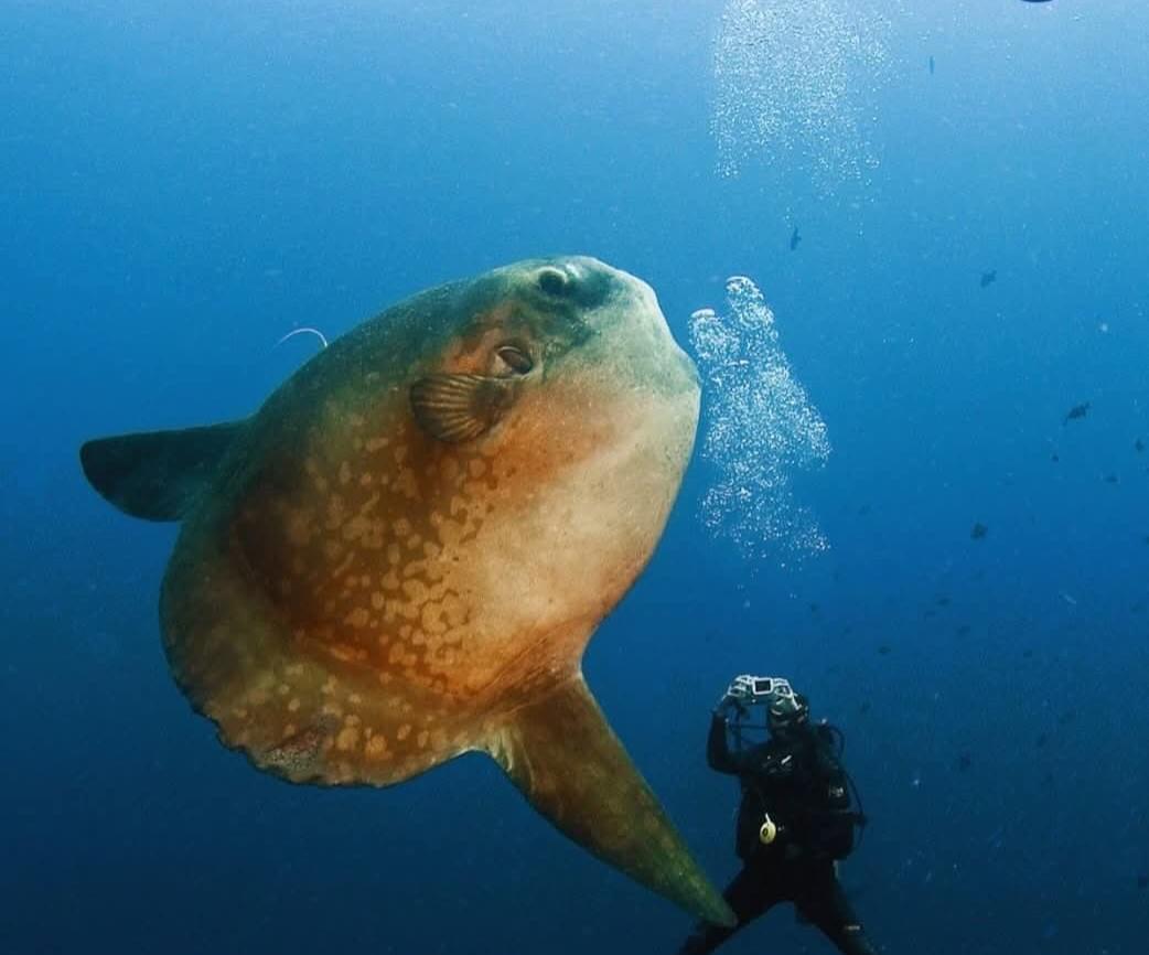 Plongeur photographiant le rare mola-mola à Crystal Bay, Nusa Penida. Plongeur photographiant le rare mola-mola à Crystal Bay, Nusa Penida.