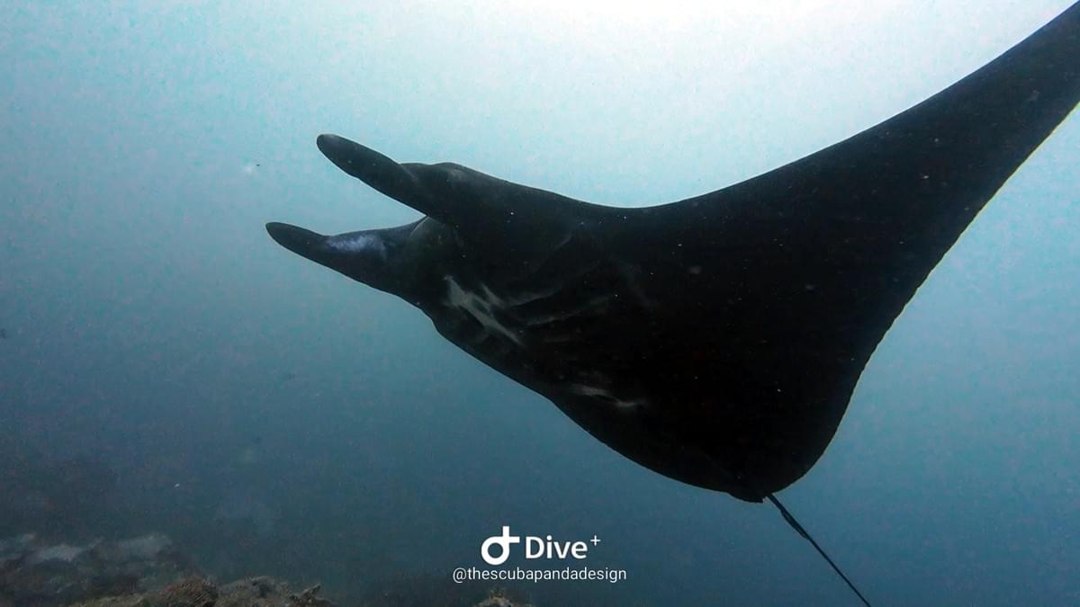 Raies mantas évoluant gracieusement à Manta Point, Nusa Penida Raies mantas évoluant gracieusement à Manta Point, Nusa Penida
