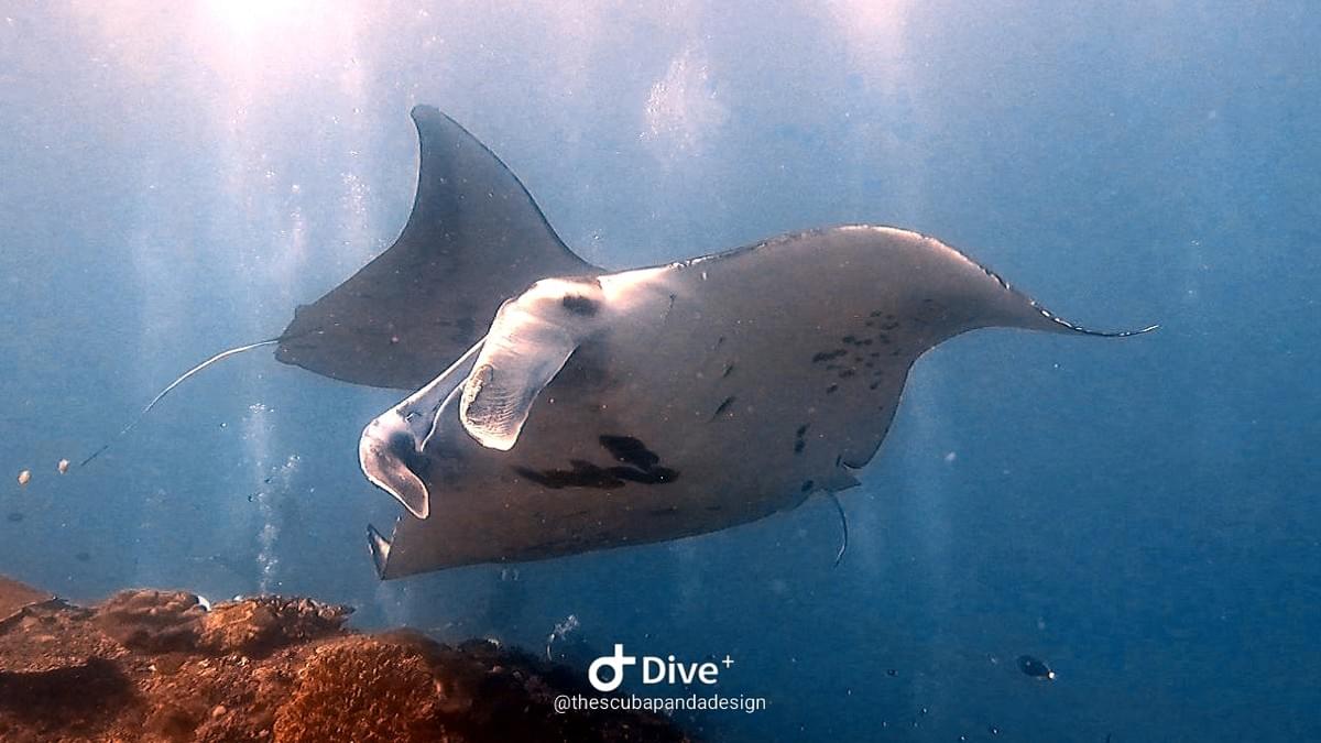 Raies mantas évoluant gracieusement à Manta Point, Nusa Penida Raies mantas évoluant gracieusement à Manta Point, Nusa Penida