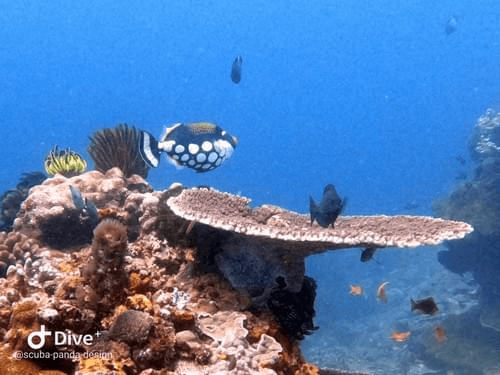 Balliste clown coloré et coraux sur le récif de Crystal Bay, Nusa Penida. Balliste clown coloré et coraux sur le récif de Crystal Bay, Nusa Penida.