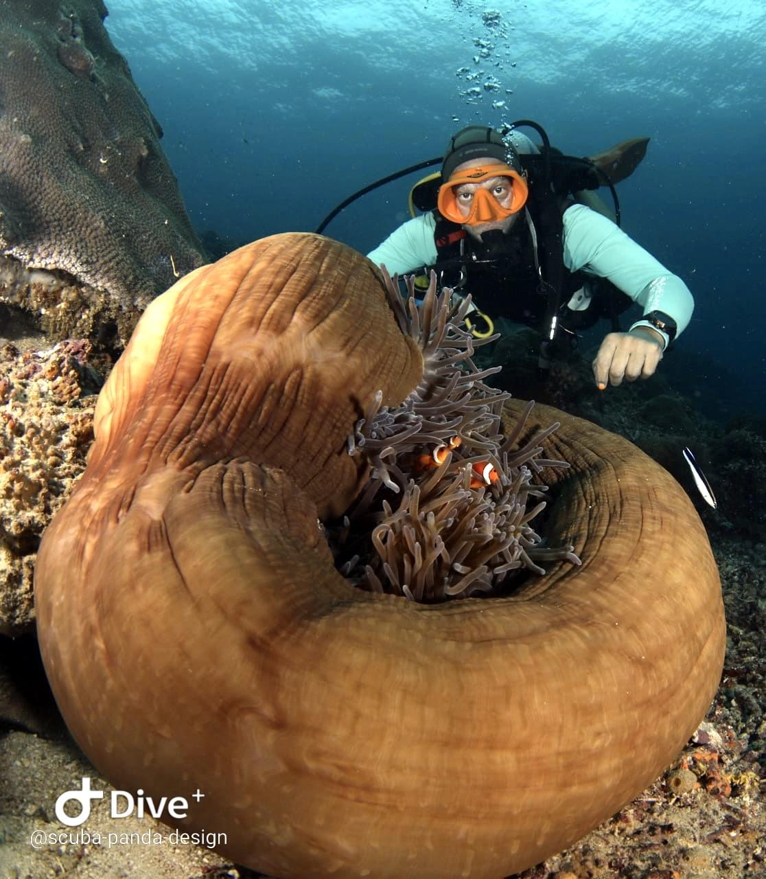 Instructeur observant des poissons clown sur le récif de PED à Nusa Penida Instructeur observant des poissons clown sur le récif de PED à Nusa Penida