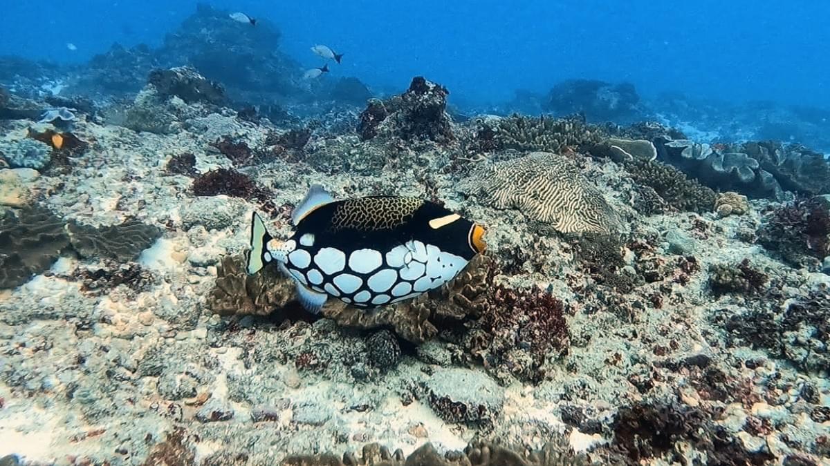 Baliste clown prenant la pose sur le récif de Karang Sari à Nusa Penida Baliste clown prenant la pose sur le récif de Karang Sari à Nusa Penida