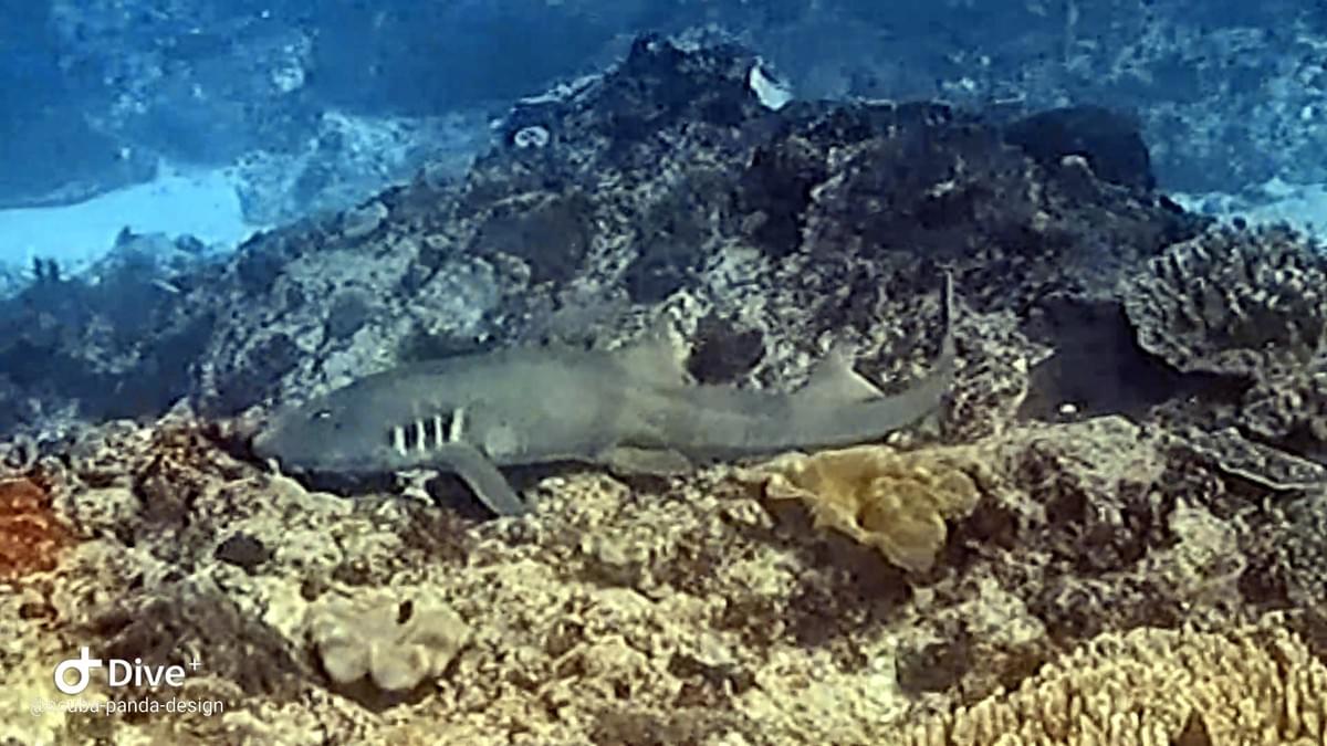Requin bambou aperçu à Manta Point, Nusa Penida Requin bambou aperçu à Manta Point, Nusa Penida
