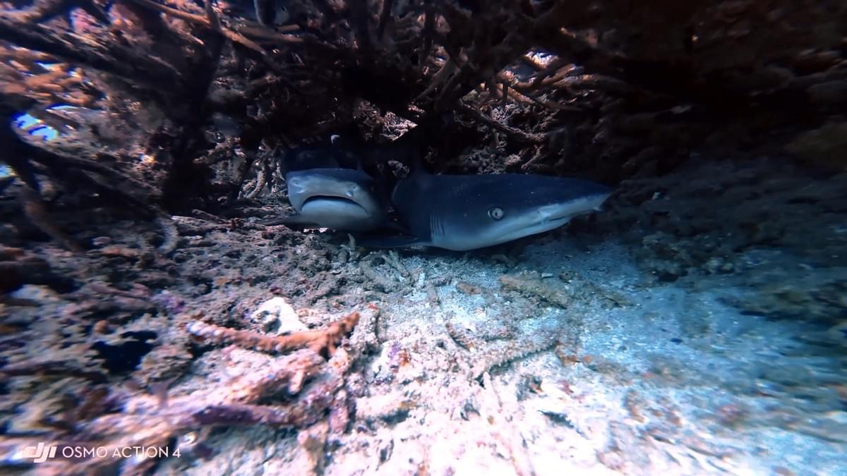 Requins à pointe blanche juvéniles dissimulés dans le récif artificiel de Sental à Nusa Penida Requins à pointe blanche juvéniles dissimulés dans le récif artificiel de Sental à Nusa Penida