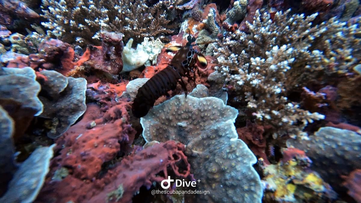 Mante de mer observée sur le récif de Mangrove à Nusa Penida Mante de mer observée sur le récif de Mangrove à Nusa Penida