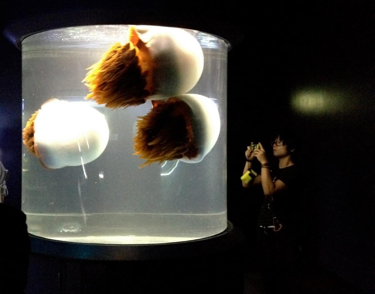 Osaka Kaiyukan Aquarium Osaka Kaiyukan Aquarium