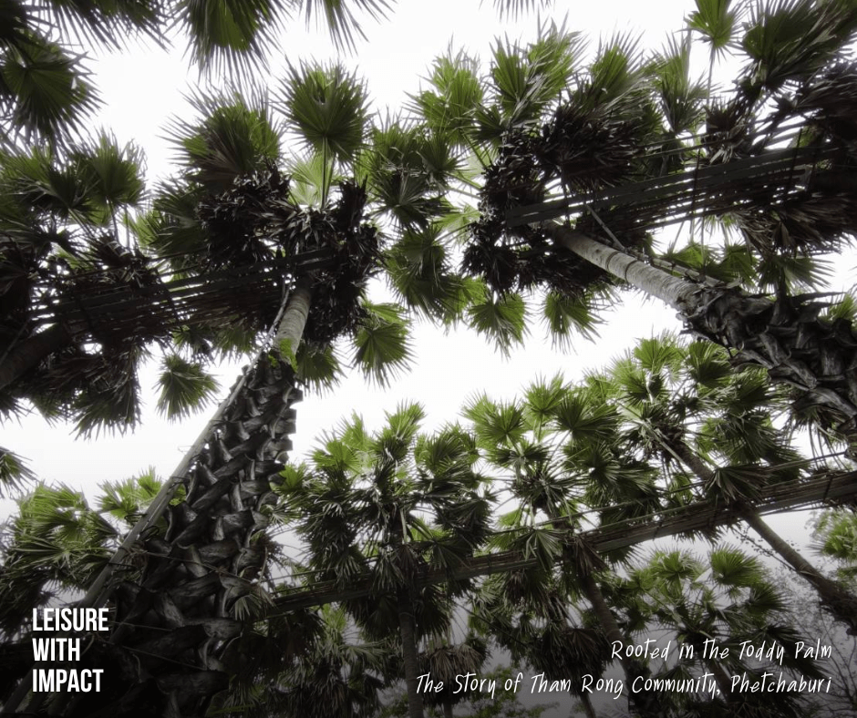 Tall toddy palm trees rising above Tham Rong Community in Phetchaburi, where generations of local people have built their livelihoods and cultural heritage around the iconic palm. Tall toddy palm trees rising above Tham Rong Community in Phetchaburi, where generations of local people have built their livelihoods and cultural heritage around the iconic palm.
