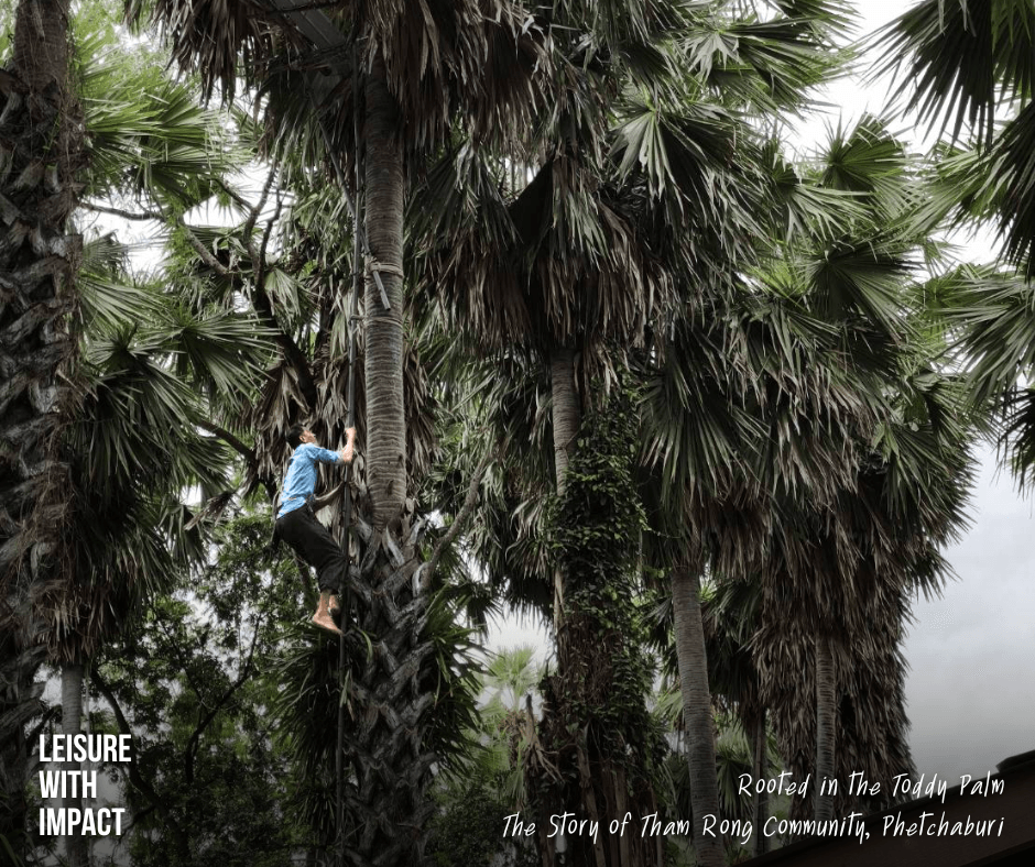 A local toddy palm grower climbing a towering palm tree to collect fresh sap using traditional techniques preserved by generations in Tham Rong Community, Phetchaburi. A local toddy palm grower climbing a towering palm tree to collect fresh sap using traditional techniques preserved by generations in Tham Rong Community, Phetchaburi.