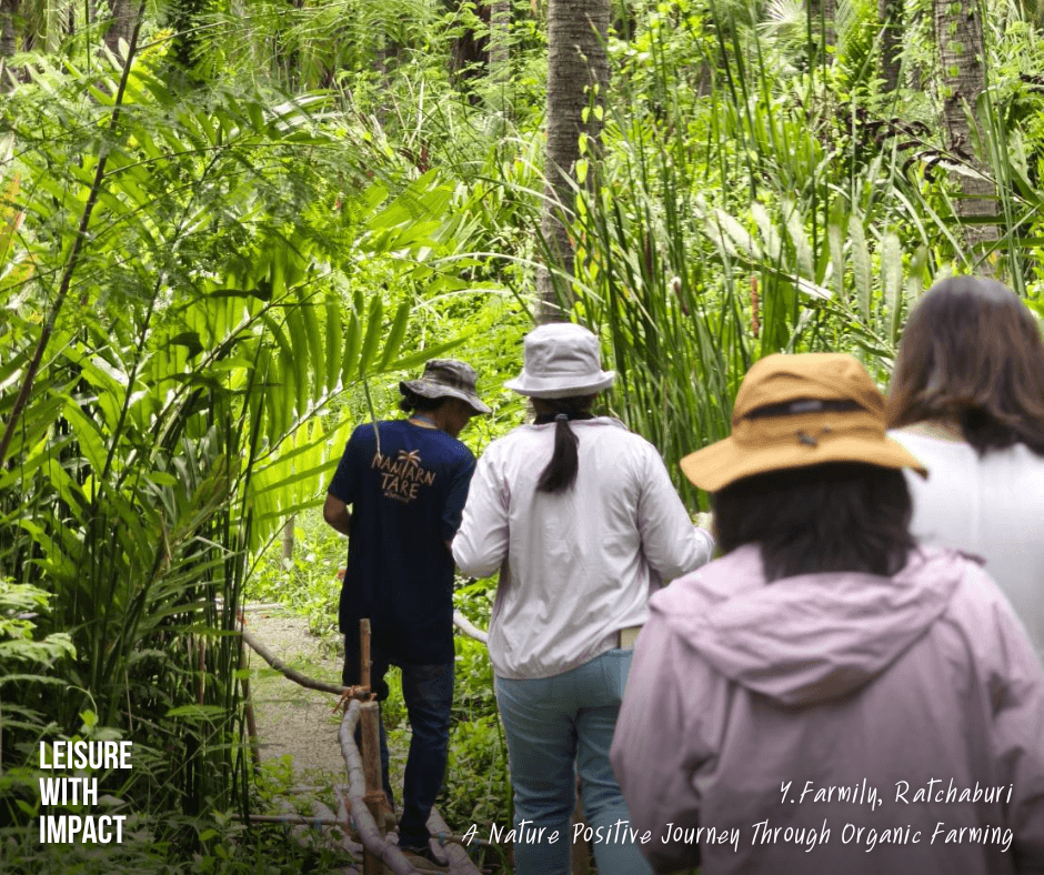Visitors walking through an organic coconut farm at Y.Farmily, learning about nature-positive farming and sustainable agriculture in Thailand. Visitors walking through an organic coconut farm at Y.Farmily, learning about nature-positive farming and sustainable agriculture in Thailand.