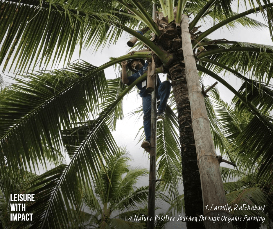 A local farmer harvesting organic coconut flower sap at Y.Farmily, preserving traditional farming wisdom and sustainable food production in Thailand. A local farmer harvesting organic coconut flower sap at Y.Farmily, preserving traditional farming wisdom and sustainable food production in Thailand.