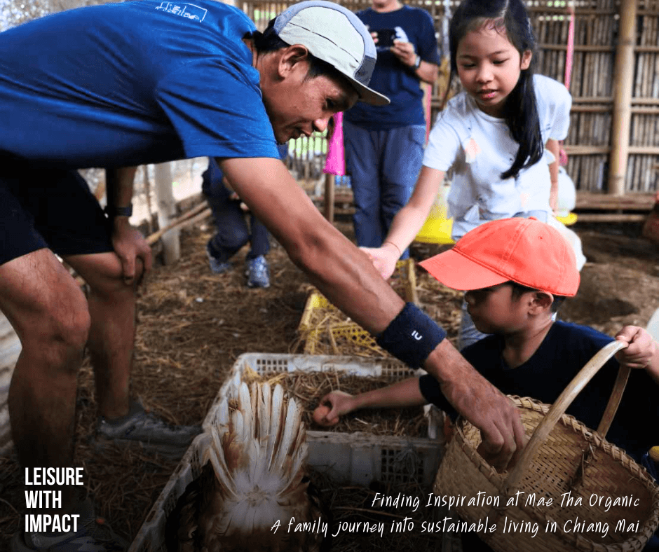 Children collect fresh eggs from free-range chickens at Mae Tha Organic, experiencing sustainable farming in Chiang Mai. Children collect fresh eggs from free-range chickens at Mae Tha Organic, experiencing sustainable farming in Chiang Mai.