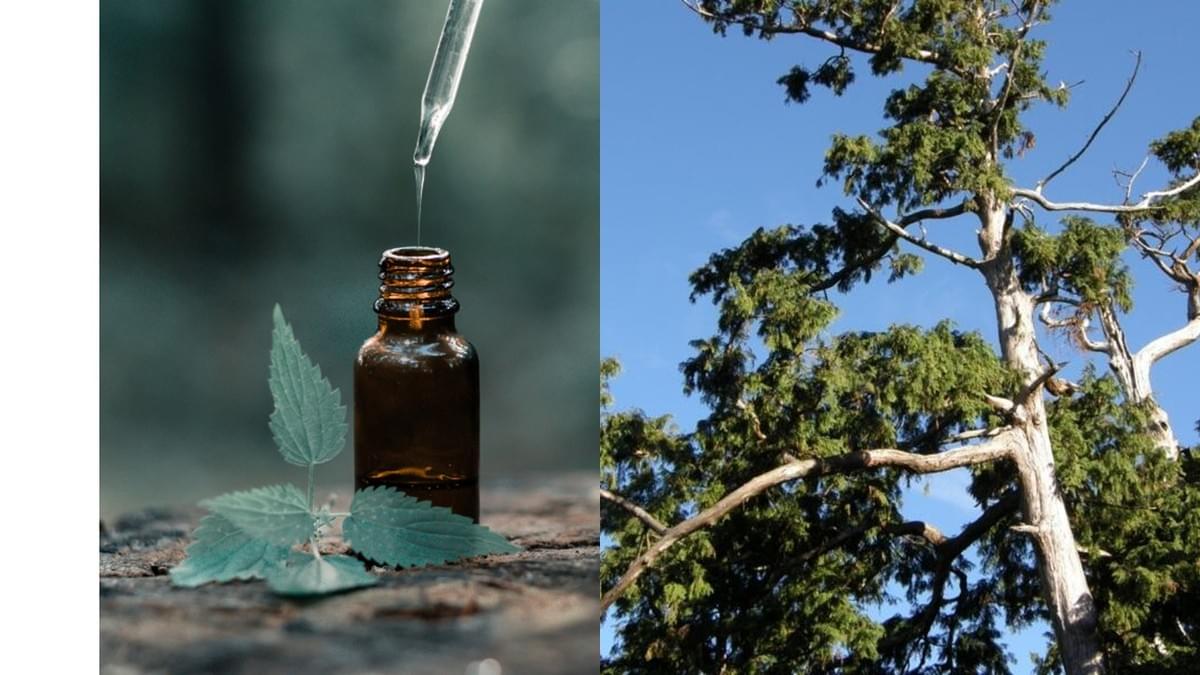 Our commitment to the environment is reflected in our sustainable sourcing and eco-friendly packaging. Commitment to Sustainability What We Offer perfece skin Our commitment to the environment is reflected in our sustainable sourcing and eco-friendly packaging. Commitment to Sustainability What We Offer perfece skin