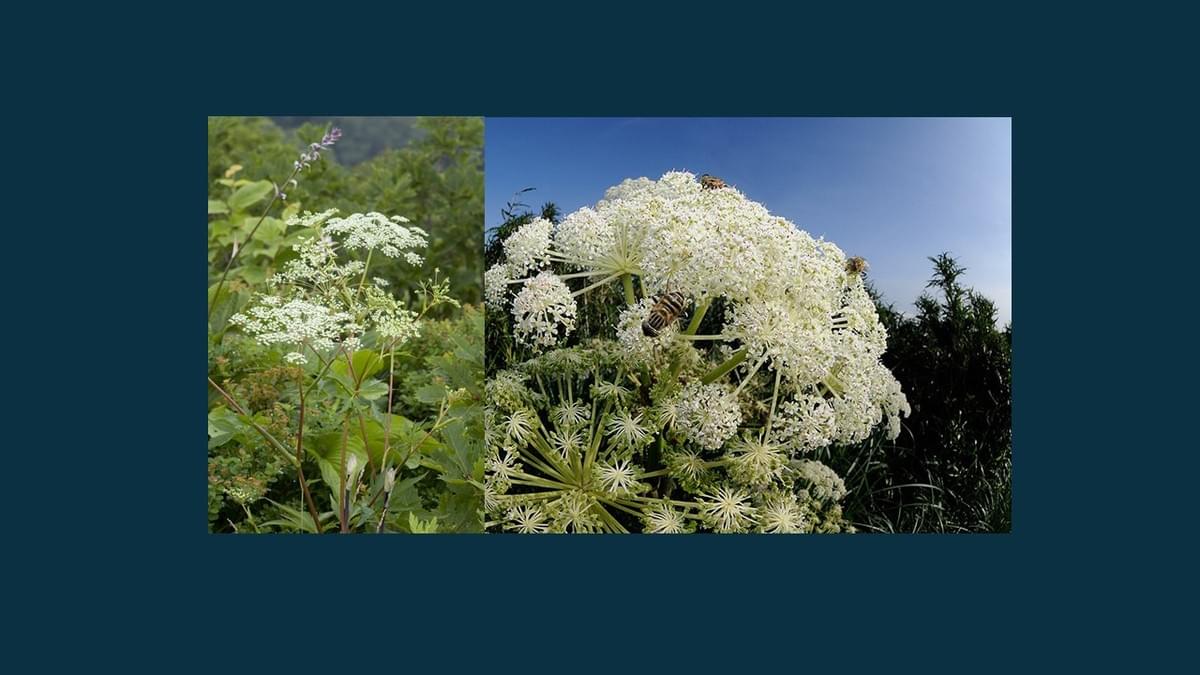 Our commitment to the environment is reflected in our sustainable sourcing and eco-friendly packaging. Commitment to Sustainability What We Offer perfece skin Our commitment to the environment is reflected in our sustainable sourcing and eco-friendly packaging. Commitment to Sustainability What We Offer perfece skin