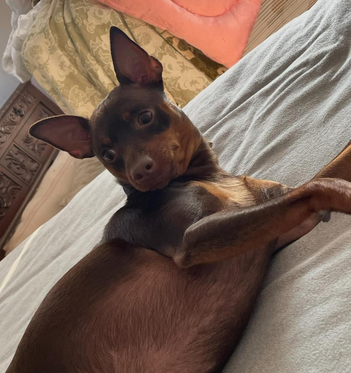 — Jessica Lee “The team at Home Sweet Paws is not only compassionate but also incredibly reliable, ensuring my pets are always happy and safe.” Our dedicated team has provided exceptional pet sitting services to countless satisfied pet owners Pet Sitting in your home — Jessica Lee “The team at Home Sweet Paws is not only compassionate but also incredibly reliable, ensuring my pets are always happy and safe.” Our dedicated team has provided exceptional pet sitting services to countless satisfied pet owners Pet Sitting in your home