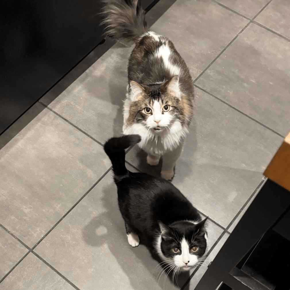 — Jessica Lee “The team at Home Sweet Paws is not only compassionate but also incredibly reliable, ensuring my pets are always happy and safe.” Our dedicated team has provided exceptional pet sitting services to countless satisfied pet owners Pet Sitting in your home — Jessica Lee “The team at Home Sweet Paws is not only compassionate but also incredibly reliable, ensuring my pets are always happy and safe.” Our dedicated team has provided exceptional pet sitting services to countless satisfied pet owners Pet Sitting in your home