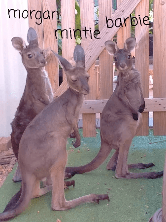 Morgan came into care at just 280 grams as his mother threw him out of the pouch being chased by dogs near Capel. He is a naughty and cheeky little boy with no health issues. Morgan has grown and is now at stage 2 of his release. Mintie came into care from Burekup at 1.4 kilos. She is a beautiful little girl but we sadly we don’t know what happened to her mother. She has grown up and is now at stage 2 of her release. Barbie came in 900 grams from Gelorup. She was a very sick little girl with a broken tail so special attention was needed. She remained in care for longer than normal to recover. She has now progressed to stage 2 of her release. Morgan came into care at just 280 grams as his mother threw him out of the pouch being chased by dogs near Capel. He is a naughty and cheeky little boy with no health issues. Morgan has grown and is now at stage 2 of his release. Mintie came into care from Burekup at 1.4 kilos. She is a beautiful little girl but we sadly we don’t know what happened to her mother. She has grown up and is now at stage 2 of her release. Barbie came in 900 grams from Gelorup. She was a very sick little girl with a broken tail so special attention was needed. She remained in care for longer than normal to recover. She has now progressed to stage 2 of her release.