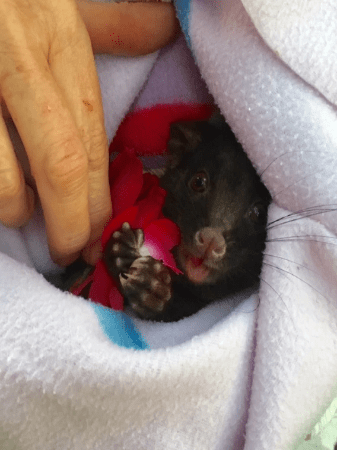 Aleisha, our little poser! She came into care after her mother was killed by a cat at Tutunup. She adapted well and loved being in her pre-release cage to learn what she needed to do in the wild. She was released and now has a family of her own. Aleisha, our little poser! She came into care after her mother was killed by a cat at Tutunup. She adapted well and loved being in her pre-release cage to learn what she needed to do in the wild. She was released and now has a family of her own.