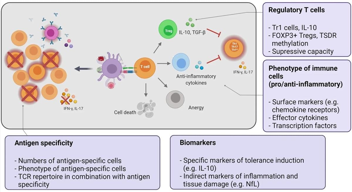 I. Professional Mechanism Interpretation Among the mechanisms of peripheral immune tolerance, one is the "ignorance" of self-antigens by the immune system: either because anatomical barriers limit antigen access (e.g., the blood-brain barrier), or because the concentration of self-antigens is too low, or the expression of human leukocyte antigen (HLA) molecules is limited or absent. In multiple sclerosis (MS), although CD4+ T cells specific for myelin basic protein (MBP) are mainly derived from the naive T cell repertoire and have high antigen avidity, these cells lack the adhesion molecules and chemokine receptors necessary for homing to target organs and cannot exert pathogenic effects. In addition, activation of T cells in the absence of costimulatory signals results in a state of unresponsiveness, referred to as anergy, which is also an important way to achieve peripheral immune tolerance. The key to the core regulatory mechanism of monitoring immune tolerance is the immune tolerance induction strategy: delivering autoantigens to tolerogenic antigen-presenting cells through various methods to induce or enhance peripheral immune tolerance. Its potential tolerance mechanisms include two types: first, directly eliminating or silencing autoreactive immune cells; second, indirectly suppressing autoreactivity by inducing regulatory T cells and prompting effector T cells to secrete immunomodulatory cytokines (i.e., immune deviation). The final effect is to reduce pathogenic autoreactive effector cells (Th1/Th17/Th1* types), thereby preventing the immune system from attacking its own tissues. Docampo MJ, Lutterotti A, Sospedra M and Martin R (2022) Mechanistic and Biomarker Studies to Demonstrate Immune Tolerance in Multiple Sclerosis. Front. Immunol. 12:787498. doi: 10.3389/fimmu.2021.787498 II. Easy-to-understand This "self-protection mechanism" of peripheral immune tolerance is mainly achieved through three simple and understandable ways, which can also explain the pathogenic characteristics of some autoimmune diseases: 1. "Invisible and inaccessible": Some body tissues (such as the brain) are protected by barriers, self-antigens are hidden deeply with low concentrations, or there are too few molecules required for immune cells to recognize self-components, so the immune system simply "does not find" these self-components and naturally does not launch an attack. 2. "Unable to reach even if wanting to attack": In autoimmune diseases such as multiple sclerosis, some T cells can originally recognize self-proteins (such as myelin basic protein), but they lack the "navigation system" (adhesion molecules and chemokine receptors) to locate target organs (such as the brain). Even if they want to cause trouble, they cannot reach the target position and cannot cause damage. 3. "Shut down directly without a 'refueling signal'": Activation of immune cells requires dual signals. If only self-antigens are recognized but there is no second costimulatory signal, these immune cells will enter a state of "anergic dormancy" and no longer exert an attack effect, thereby avoiding attacking themselves. III. Therapeutic Approaches For autoimmune diseases (such as multiple sclerosis), the core therapeutic idea of scientists is to artificially induce immune tolerance. Specifically, there are three simple ways, with a consistent final goal: 1. Gentle guidance: "Mildly" deliver autoantigens to immune cells, allowing the immune system to gradually learn to "not attack itself"; 2. Direct inhibition: Directly silence or eliminate the pathogenic immune cells that attack the body itself; 3. Indirect regulation: Cultivate "immune police" such as regulatory T cells, or make immune cells switch to secrete anti-inflammatory factors to suppress the excessive response of the immune system. The final goal of the above three methods is to reduce the pathogenic autoreactive cells that attack the body's own tissues, thereby controlling inflammation, relieving symptoms, and helping the immune system return to its normal state of "not attacking itself". I. Professional Mechanism Interpretation Among the mechanisms of peripheral immune tolerance, one is the "ignorance" of self-antigens by the immune system: either because anatomical barriers limit antigen access (e.g., the blood-brain barrier), or because the concentration of self-antigens is too low, or the expression of human leukocyte antigen (HLA) molecules is limited or absent. In multiple sclerosis (MS), although CD4+ T cells specific for myelin basic protein (MBP) are mainly derived from the naive T cell repertoire and have high antigen avidity, these cells lack the adhesion molecules and chemokine receptors necessary for homing to target organs and cannot exert pathogenic effects. In addition, activation of T cells in the absence of costimulatory signals results in a state of unresponsiveness, referred to as anergy, which is also an important way to achieve peripheral immune tolerance. The key to the core regulatory mechanism of monitoring immune tolerance is the immune tolerance induction strategy: delivering autoantigens to tolerogenic antigen-presenting cells through various methods to induce or enhance peripheral immune tolerance. Its potential tolerance mechanisms include two types: first, directly eliminating or silencing autoreactive immune cells; second, indirectly suppressing autoreactivity by inducing regulatory T cells and prompting effector T cells to secrete immunomodulatory cytokines (i.e., immune deviation). The final effect is to reduce pathogenic autoreactive effector cells (Th1/Th17/Th1* types), thereby preventing the immune system from attacking its own tissues. Docampo MJ, Lutterotti A, Sospedra M and Martin R (2022) Mechanistic and Biomarker Studies to Demonstrate Immune Tolerance in Multiple Sclerosis. Front. Immunol. 12:787498. doi: 10.3389/fimmu.2021.787498 II. Easy-to-understand This "self-protection mechanism" of peripheral immune tolerance is mainly achieved through three simple and understandable ways, which can also explain the pathogenic characteristics of some autoimmune diseases: 1. "Invisible and inaccessible": Some body tissues (such as the brain) are protected by barriers, self-antigens are hidden deeply with low concentrations, or there are too few molecules required for immune cells to recognize self-components, so the immune system simply "does not find" these self-components and naturally does not launch an attack. 2. "Unable to reach even if wanting to attack": In autoimmune diseases such as multiple sclerosis, some T cells can originally recognize self-proteins (such as myelin basic protein), but they lack the "navigation system" (adhesion molecules and chemokine receptors) to locate target organs (such as the brain). Even if they want to cause trouble, they cannot reach the target position and cannot cause damage. 3. "Shut down directly without a 'refueling signal'": Activation of immune cells requires dual signals. If only self-antigens are recognized but there is no second costimulatory signal, these immune cells will enter a state of "anergic dormancy" and no longer exert an attack effect, thereby avoiding attacking themselves. III. Therapeutic Approaches For autoimmune diseases (such as multiple sclerosis), the core therapeutic idea of scientists is to artificially induce immune tolerance. Specifically, there are three simple ways, with a consistent final goal: 1. Gentle guidance: "Mildly" deliver autoantigens to immune cells, allowing the immune system to gradually learn to "not attack itself"; 2. Direct inhibition: Directly silence or eliminate the pathogenic immune cells that attack the body itself; 3. Indirect regulation: Cultivate "immune police" such as regulatory T cells, or make immune cells switch to secrete anti-inflammatory factors to suppress the excessive response of the immune system. The final goal of the above three methods is to reduce the pathogenic autoreactive cells that attack the body's own tissues, thereby controlling inflammation, relieving symptoms, and helping the immune system return to its normal state of "not attacking itself".