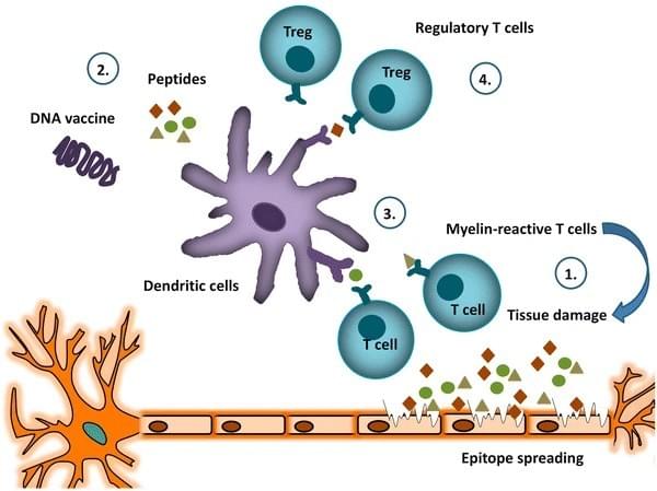 Olive Oyl’s cousin Lena is a lively, cheerful girl—eighteen years old, an age when she should be enjoying her youth and chasing her dreams. But she’s been trapped by a terrible illness: multiple sclerosis. Since getting sick, Lena often feels dizzy, her hands and feet go numb and weak, and her eyesight is getting blurrier. Sometimes she can barely walk without stumbling. She’s become shy and quiet, even afraid to go out. Olive Oyl felt worried seeing her cousin grow more and more depressed. She took Popeye and Bluto to visit Lena. Pushing open the door, Lena sat by the window, staring at the distant harbor with empty eyes, clutching a handkerchief tightly. “Lena, we’re here to see you,” Olive Oyl said softly, walking over and patting her shoulder gently. Lena turned around, seeing Popeye and Bluto, and forced a smile: “Popeye, Bluto—why are you here?” Popeye looked at her pale face, speaking gently: “Lena, we know you’re in pain, but don’t be afraid. We’re here to help. Your illness isn’t incurable—immune tolerance induction therapy can help you stand up again.” A glimmer of light appeared in Lena’s eyes, then faded quickly: “Really? The doctor said my nerves are damaged and will never recover.” Popeye shook his head: “That’s not true, Lena. Your nerves aren’t completely damaged—your immune patrol just ‘made a mistake,’ attacking the myelin sheath around your nerves. Myelin is like the ‘insulation layer’ around nerve fibers, just like the protective cover around the harbor’s communication lines. Once it’s damaged, nerve signals can’t pass normally, which is why you feel dizzy, numb, and have blurry vision.” “Can immune tolerance induction therapy repair my myelin?” Lena asked eagerly. Popeye nodded: “Of course. Scientists will take key antigens from the myelin—like myelin basic protein—and make a low-dose preparation. Through subcutaneous injection, your immune patrol will get used to it slowly, realizing that myelin is one of their own and stopping the attack. At the same time, this treatment activates the Treg cells in your body, letting them control those confused patrolmen, stopping the attack on myelin so the damaged myelin can repair slowly. Then nerve signals can pass normally again.” Bluto quickly added: “Yeah, Lena! Just like when I had a seafood allergy—after ‘training,’ my immune patrol stopped mixing up the good guys. As long as you stick to the treatment, you’ll get better slowly. You’ll be able to walk around the dock and play by the sea with us again, just like before.” Tears filled Lena’s eyes, and she held Olive Oyl’s hand tightly: “Really? I can really stand up again?” “Absolutely!” Popeye said firmly. “This treatment takes time—about a few months to see obvious results—but as long as you stick with it and don’t give up, you’ll get rid of the illness. Just like I eat spinach and work out every day to stay strong, you can too.” Lena looked at Popeye’s firm eyes and smiled—a real smile, the first in a long time: “Okay, I’ll listen to you. I’ll stick to the treatment and stand up again.” Olive Oyl smiled too: “Great, Lena! We’ll be with you the whole time. Next episode, Popeye will introduce us to an even more amazing treatment—cell therapy. It can help you get healthy faster and more accurately.” Olive Oyl’s cousin Lena is a lively, cheerful girl—eighteen years old, an age when she should be enjoying her youth and chasing her dreams. But she’s been trapped by a terrible illness: multiple sclerosis. Since getting sick, Lena often feels dizzy, her hands and feet go numb and weak, and her eyesight is getting blurrier. Sometimes she can barely walk without stumbling. She’s become shy and quiet, even afraid to go out. Olive Oyl felt worried seeing her cousin grow more and more depressed. She took Popeye and Bluto to visit Lena. Pushing open the door, Lena sat by the window, staring at the distant harbor with empty eyes, clutching a handkerchief tightly. “Lena, we’re here to see you,” Olive Oyl said softly, walking over and patting her shoulder gently. Lena turned around, seeing Popeye and Bluto, and forced a smile: “Popeye, Bluto—why are you here?” Popeye looked at her pale face, speaking gently: “Lena, we know you’re in pain, but don’t be afraid. We’re here to help. Your illness isn’t incurable—immune tolerance induction therapy can help you stand up again.” A glimmer of light appeared in Lena’s eyes, then faded quickly: “Really? The doctor said my nerves are damaged and will never recover.” Popeye shook his head: “That’s not true, Lena. Your nerves aren’t completely damaged—your immune patrol just ‘made a mistake,’ attacking the myelin sheath around your nerves. Myelin is like the ‘insulation layer’ around nerve fibers, just like the protective cover around the harbor’s communication lines. Once it’s damaged, nerve signals can’t pass normally, which is why you feel dizzy, numb, and have blurry vision.” “Can immune tolerance induction therapy repair my myelin?” Lena asked eagerly. Popeye nodded: “Of course. Scientists will take key antigens from the myelin—like myelin basic protein—and make a low-dose preparation. Through subcutaneous injection, your immune patrol will get used to it slowly, realizing that myelin is one of their own and stopping the attack. At the same time, this treatment activates the Treg cells in your body, letting them control those confused patrolmen, stopping the attack on myelin so the damaged myelin can repair slowly. Then nerve signals can pass normally again.” Bluto quickly added: “Yeah, Lena! Just like when I had a seafood allergy—after ‘training,’ my immune patrol stopped mixing up the good guys. As long as you stick to the treatment, you’ll get better slowly. You’ll be able to walk around the dock and play by the sea with us again, just like before.” Tears filled Lena’s eyes, and she held Olive Oyl’s hand tightly: “Really? I can really stand up again?” “Absolutely!” Popeye said firmly. “This treatment takes time—about a few months to see obvious results—but as long as you stick with it and don’t give up, you’ll get rid of the illness. Just like I eat spinach and work out every day to stay strong, you can too.” Lena looked at Popeye’s firm eyes and smiled—a real smile, the first in a long time: “Okay, I’ll listen to you. I’ll stick to the treatment and stand up again.” Olive Oyl smiled too: “Great, Lena! We’ll be with you the whole time. Next episode, Popeye will introduce us to an even more amazing treatment—cell therapy. It can help you get healthy faster and more accurately.”