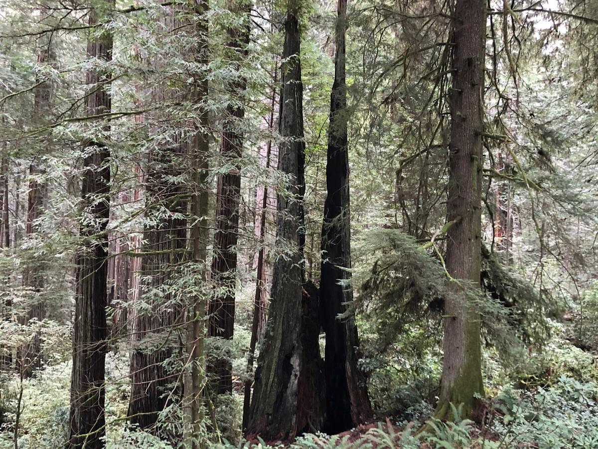 sustainable-natural-forest-wood-source-eco-friendly sustainable-natural-forest-wood-source-eco-friendly