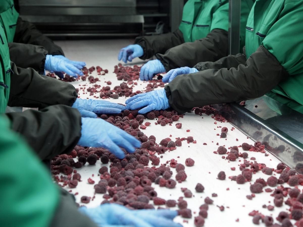 IQF Frozen Blackberries