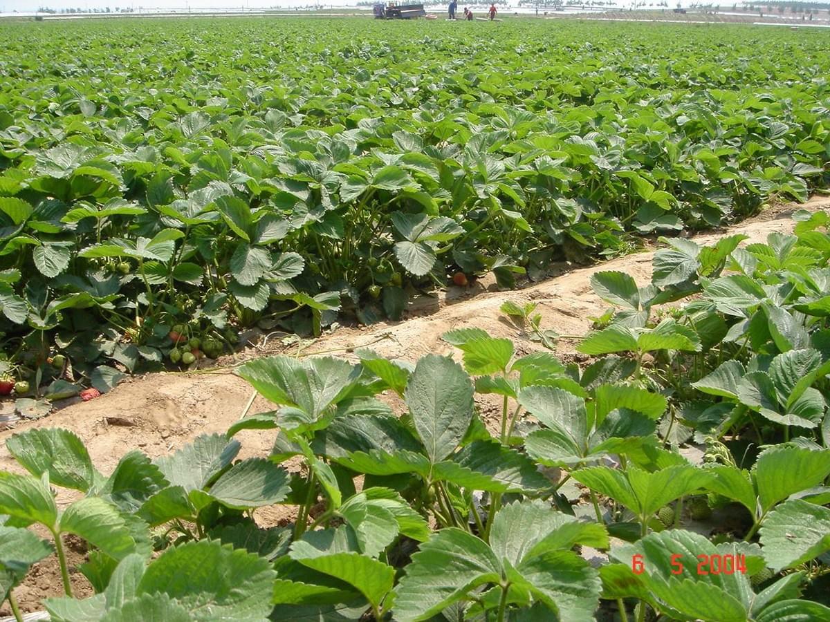 IQF Strawberries Grade A+B