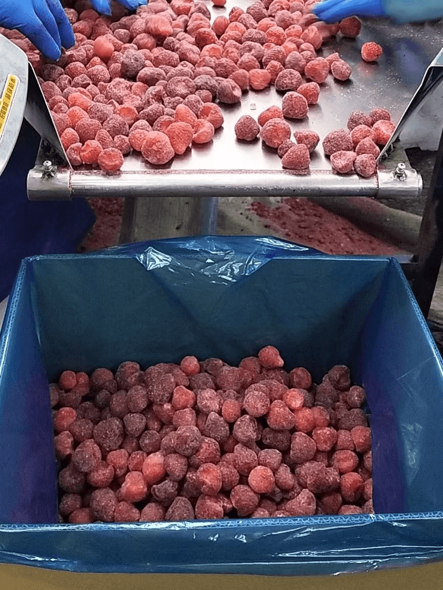 IQF Strawberries Honey Variety