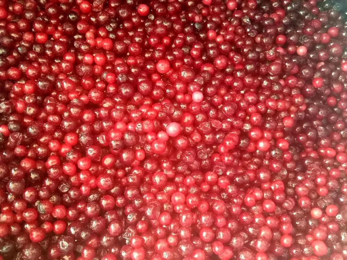IQF Lingonberries Supplier IQF Lingonberries Supplier