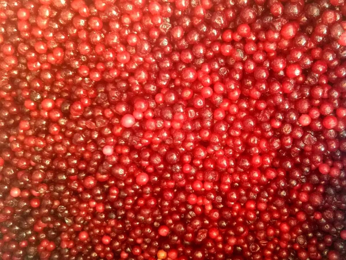 Wholesale Frozen Lingonberries Wholesale Frozen Lingonberries