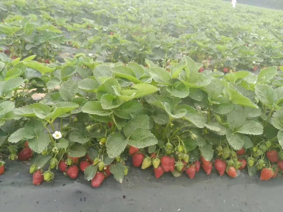 IQF Strawberries Grade A+B