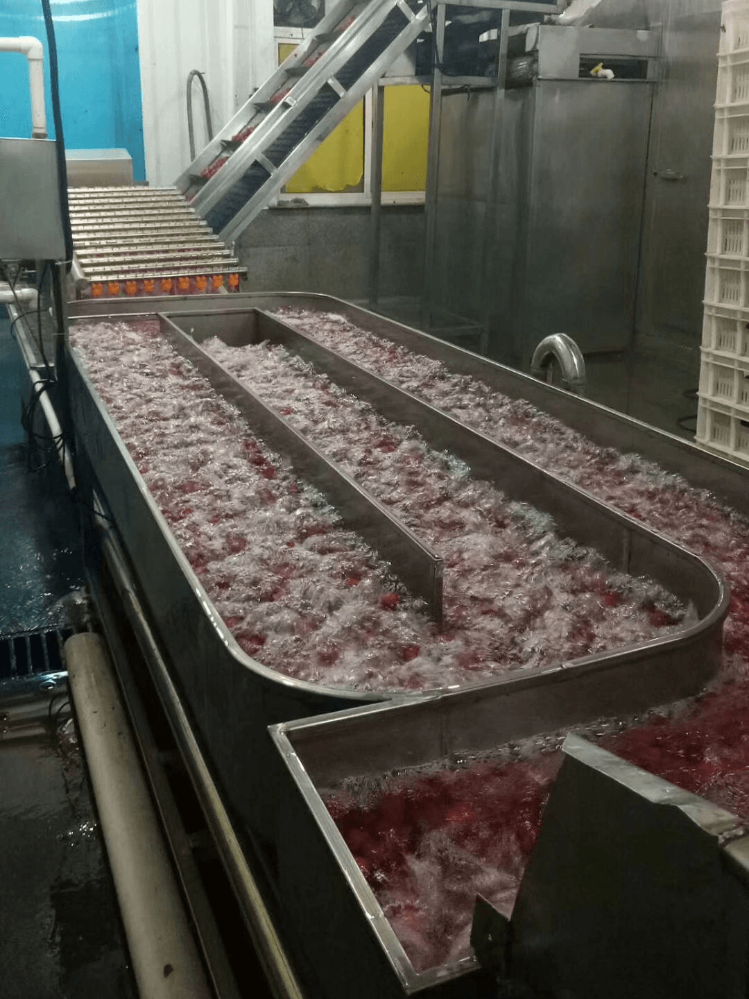 IQF Strawberries Honey Variety