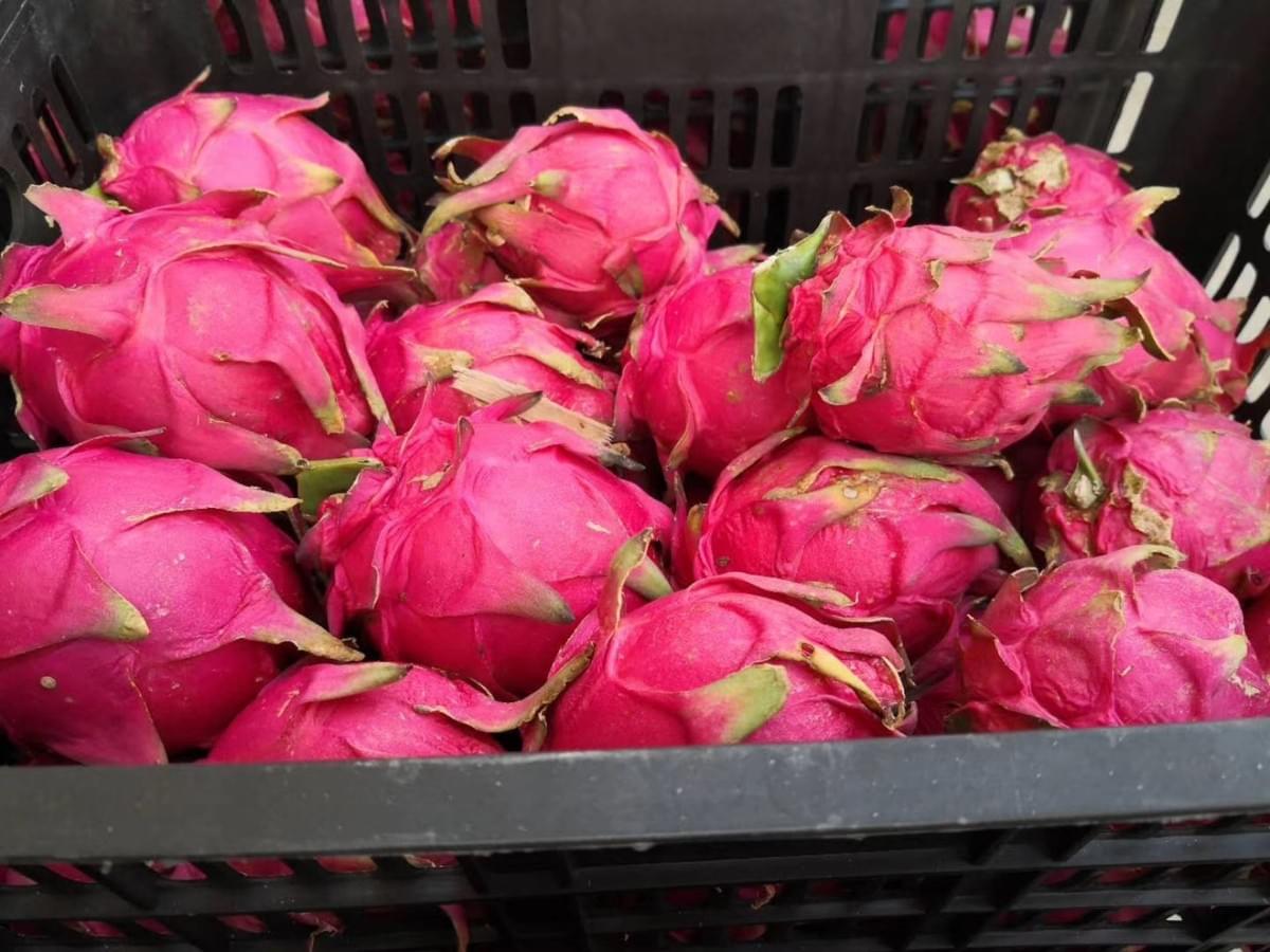 IQF Red Dragon Fruit Dices