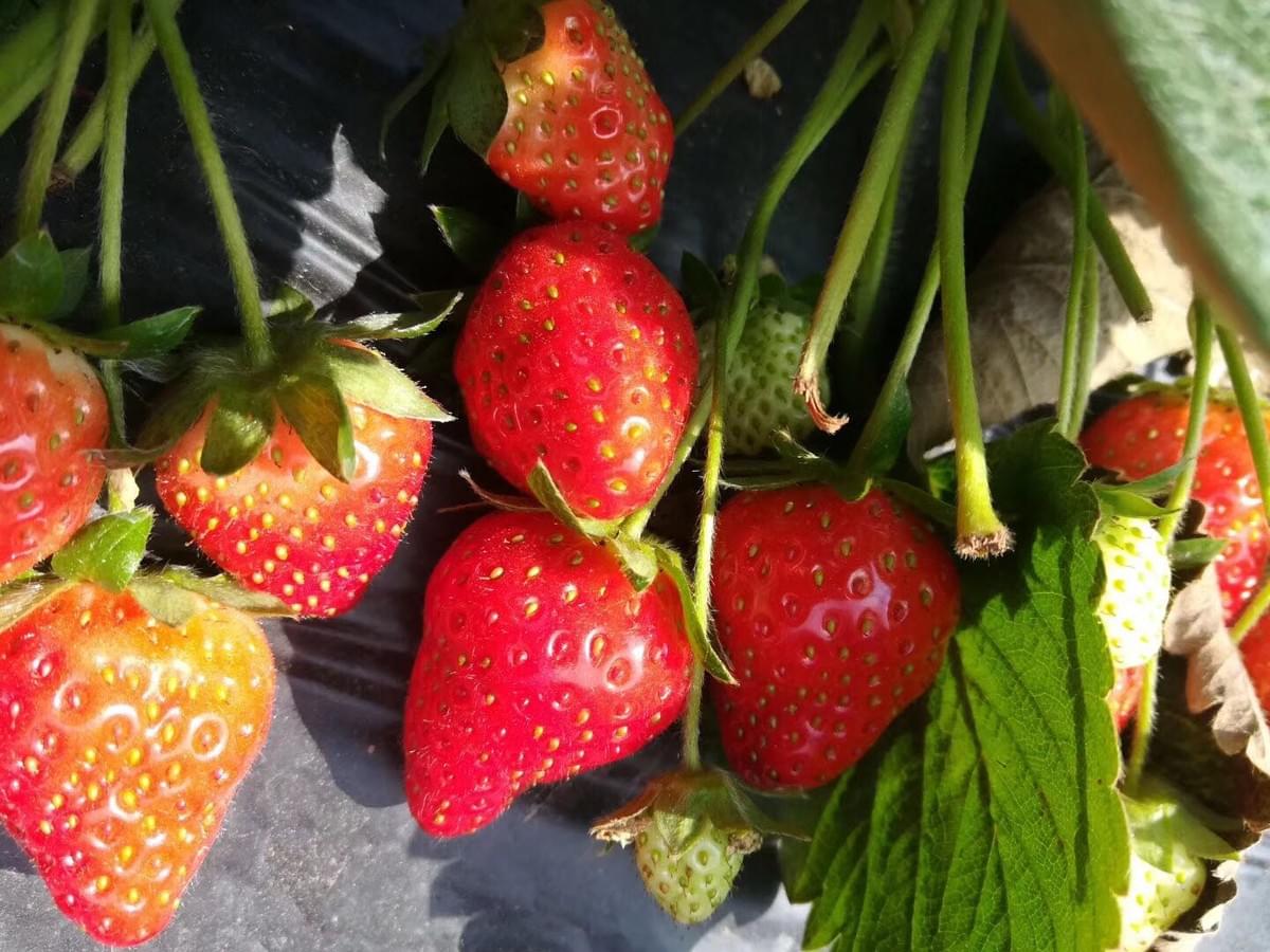 IQF Strawberries Grade A+B