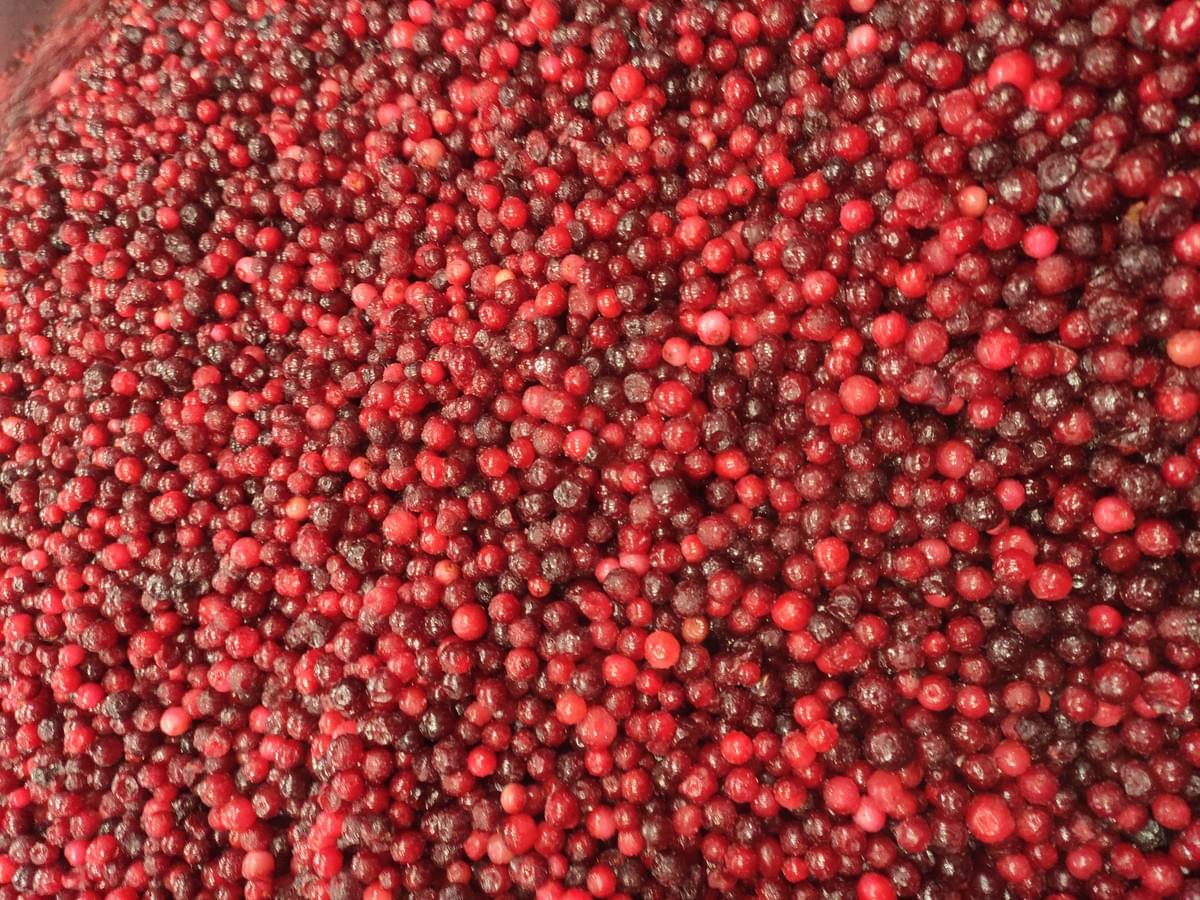 IQF Lingonberries Bulk Supply IQF Lingonberries Bulk Supply