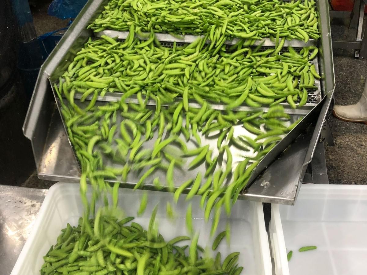 IQF Sugar Snap Peas