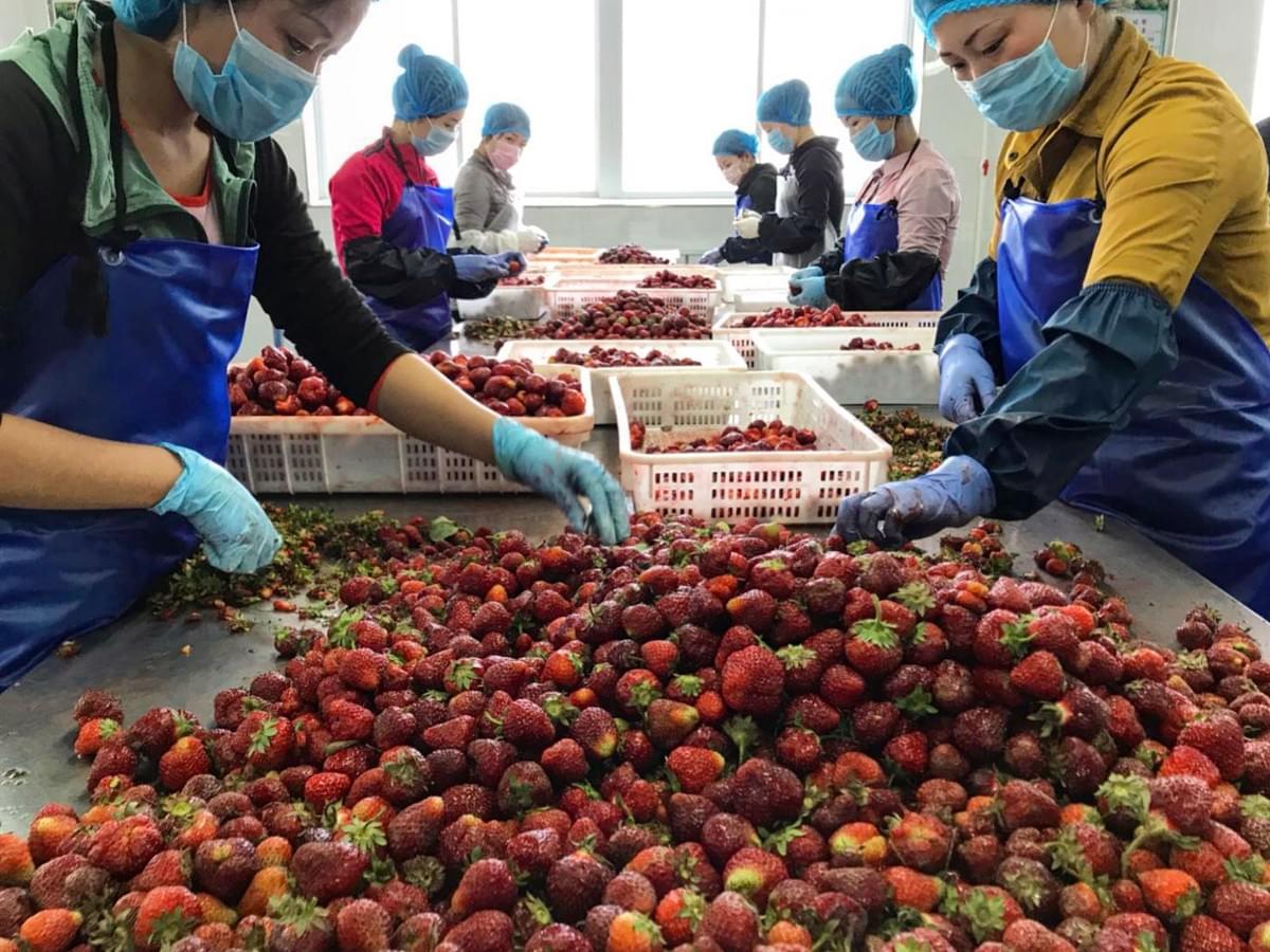 IQF Frozen Strawberry Manufacture China IQF Frozen Strawberry Manufacture China
