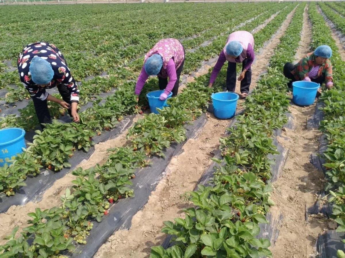 IQF Strawberries Brokens R7 Variety