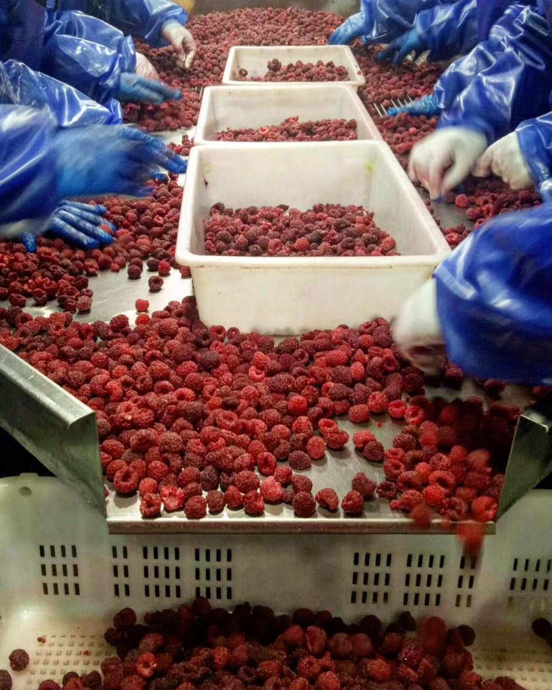 China IQF Raspberries Supplier China IQF Raspberries Supplier