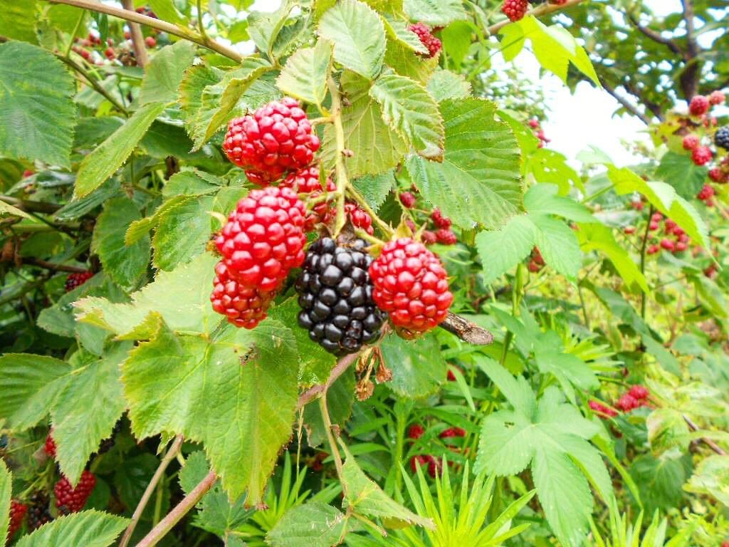 IQF Frozen Blackberries