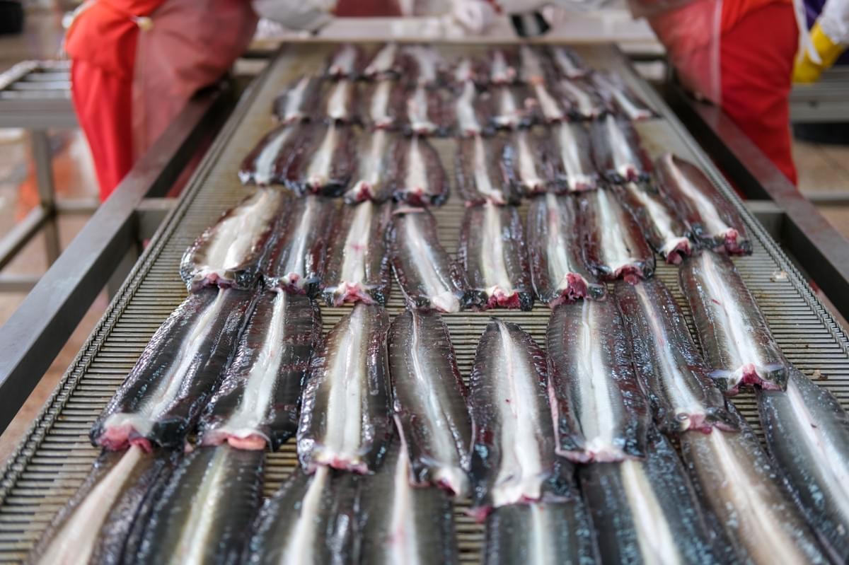 Frozen Japanese-Style Roasted Eel Bulk Supply Frozen Japanese-Style Roasted Eel Bulk Supply