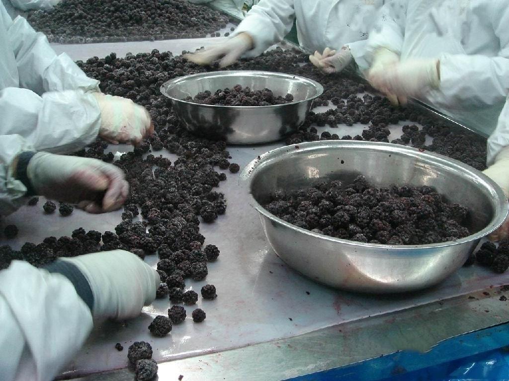 IQF Frozen Blackberries