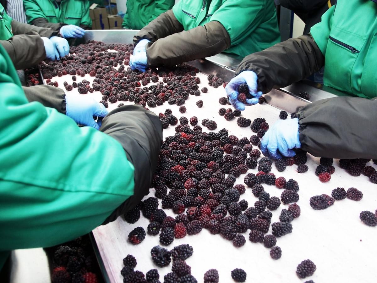 IQF Frozen Blackberries