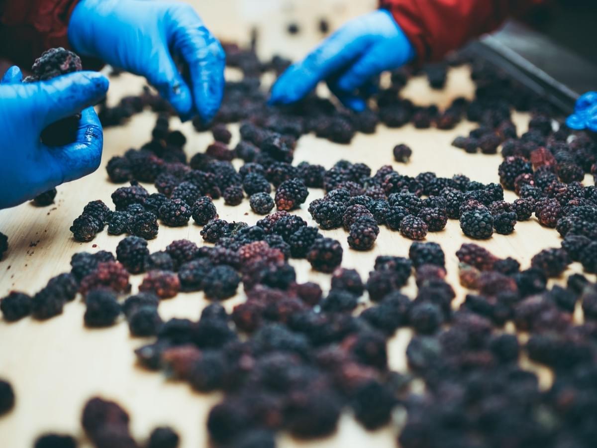 IQF Frozen Blackberries