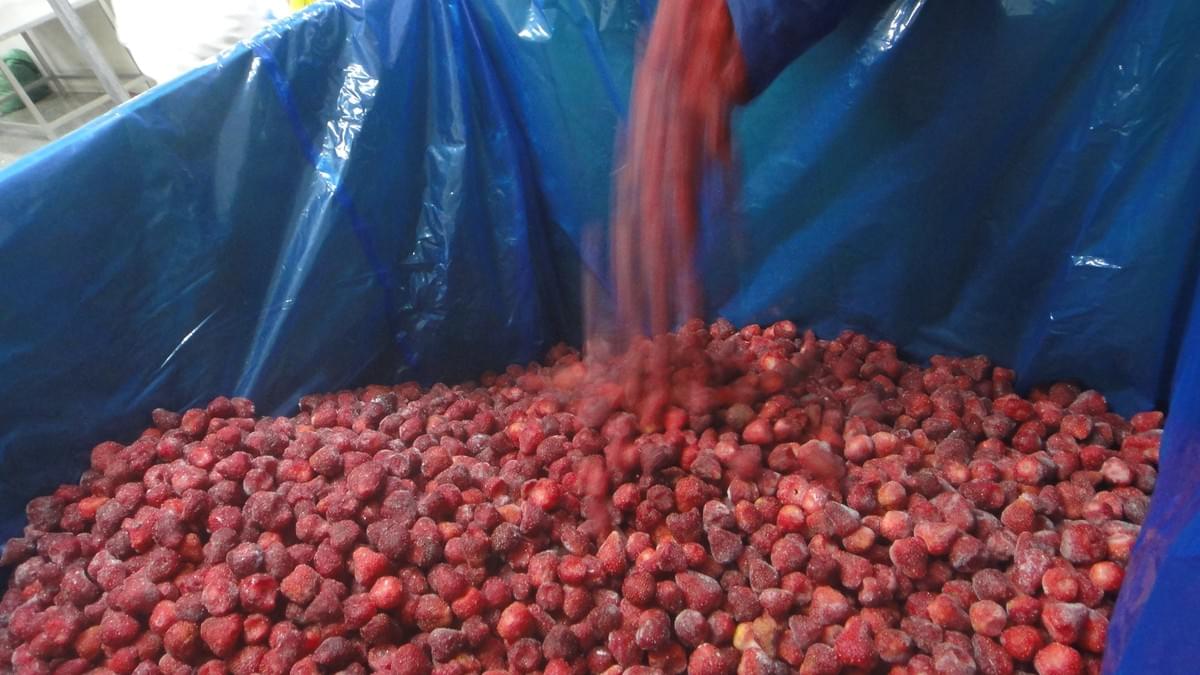 IQF Frozen Strawberry Supplier China IQF Frozen Strawberry Supplier China