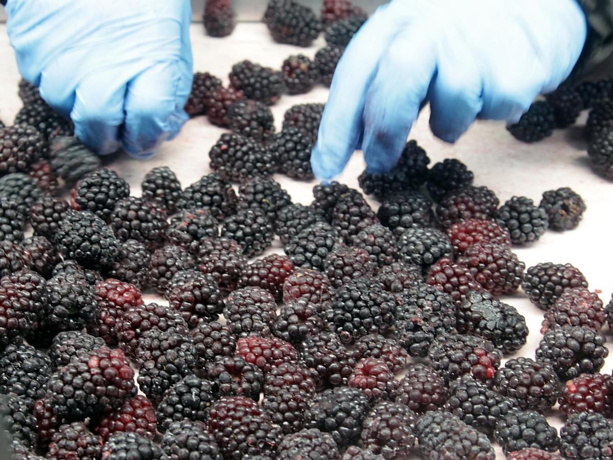 IQF Frozen Blackberries
