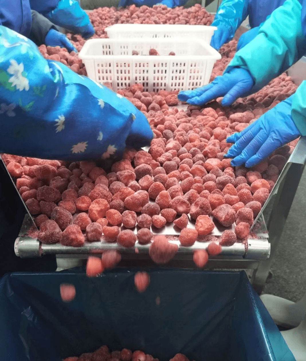 IQF Strawberries Honey Variety