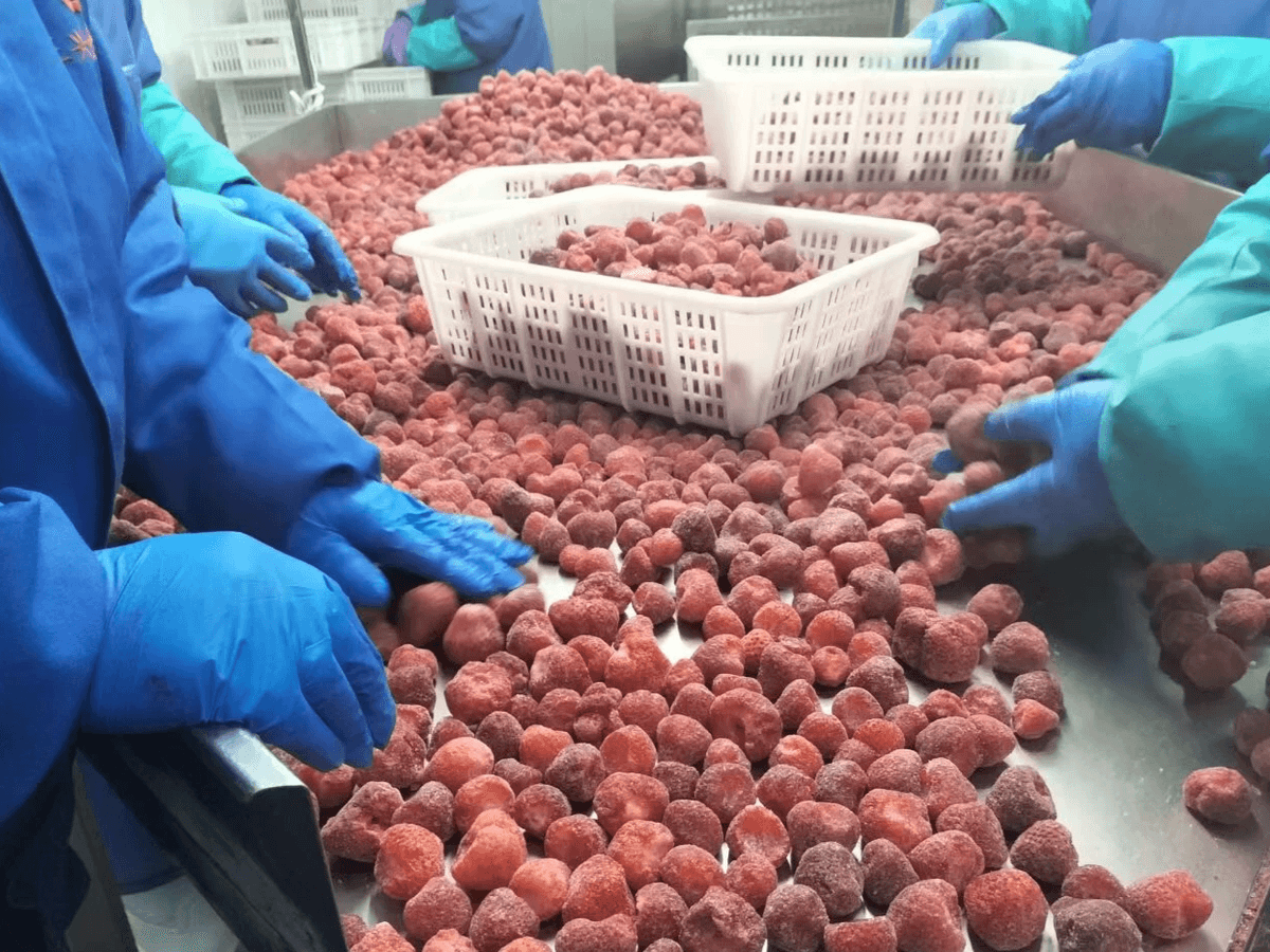 IQF Strawberries Honey Variety