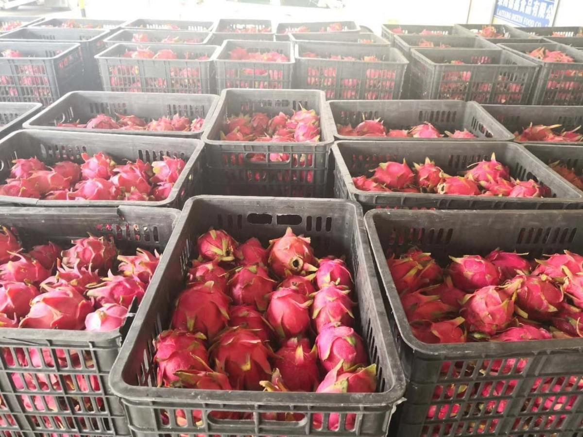IQF Red Dragon Fruit Dices